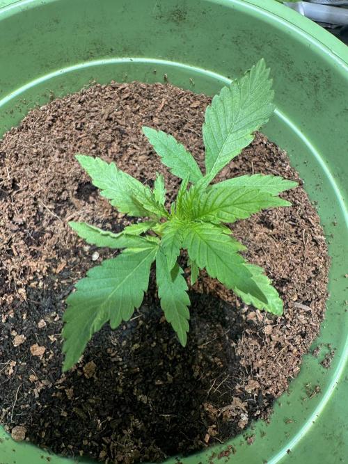Canuk Seeds - Viente:Uno CBD. Week 2 - Day 16