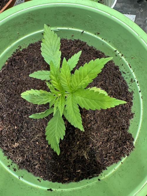 Canuk Seeds - Viente:Uno CBD. Week 2 - Day 18