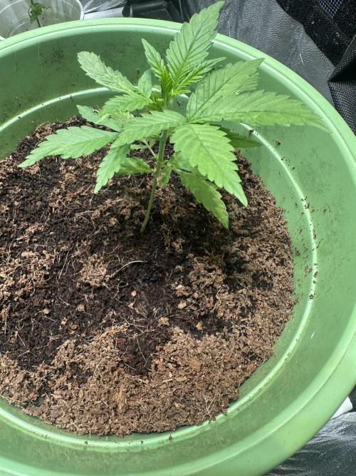 Canuk Seeds - Viente:Uno CBD. Week 2 - Day 19