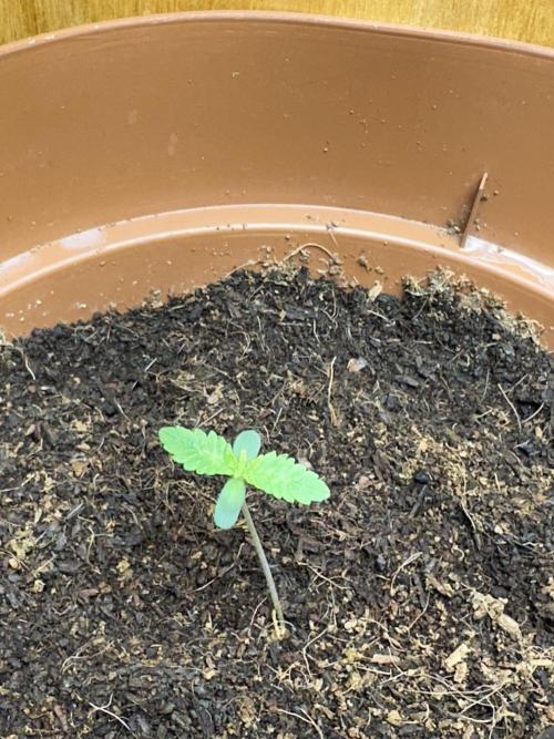 Beanfiendz's BoofScotti - Second Attempt. Week 0 - Day 7
