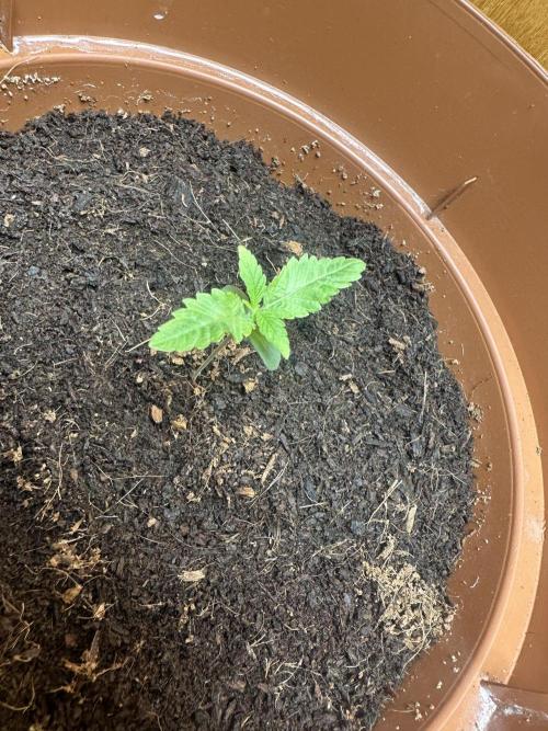 Beanfiendz's BoofScotti - Second Attempt. Week 1