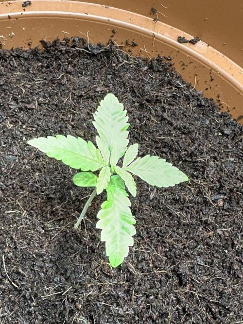 Beanfiendz's BoofScotti - Second Attempt. Week 1