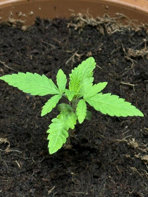 Beanfiendz's BoofScotti - Second Attempt. Week 1 - Day 14