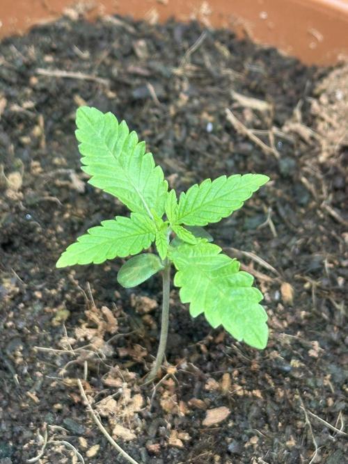 Beanfiendz's BoofScotti - Second Attempt. Week 1