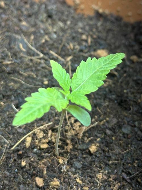 Beanfiendz's BoofScotti - Second Attempt. Week 1