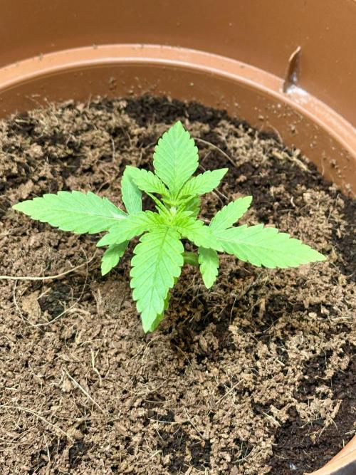 Beanfiendz's BoofScotti - Second Attempt. Week 2