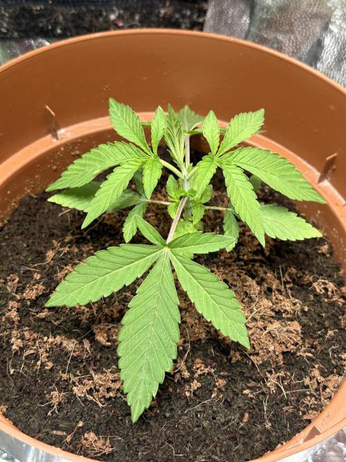 Beanfiendz's BoofScotti - Second Attempt. Week 2