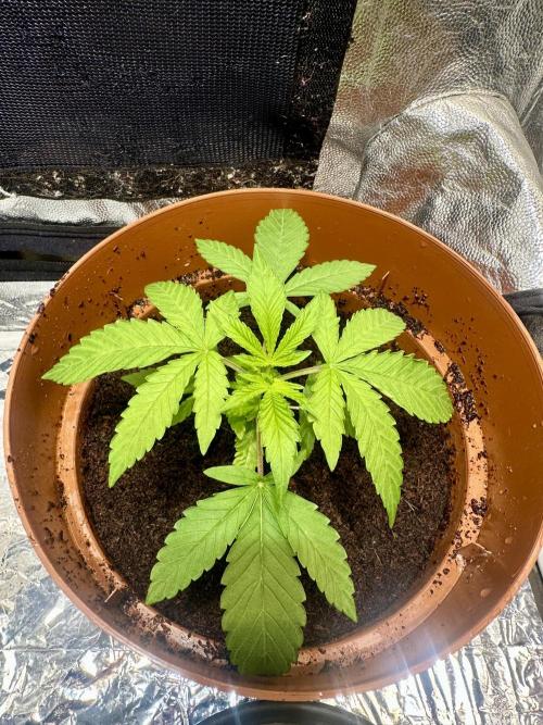 Beanfiendz's BoofScotti - Second Attempt. Week 2