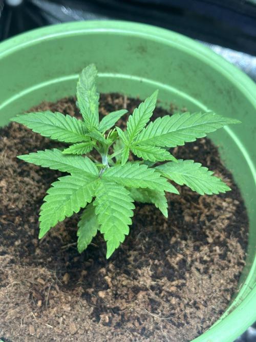 Canuk Seeds - Viente:Uno CBD. Week 2 - Day 20