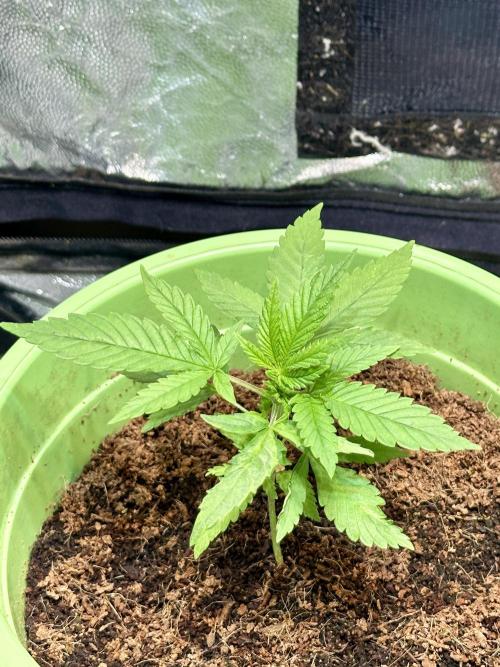 Canuk Seeds - Viente:Uno CBD. Week 2 - Day 21