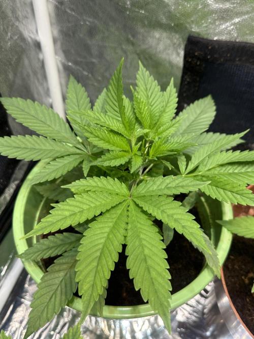 Canuk Seeds - Viente:Uno CBD. Week 3 - Day 26