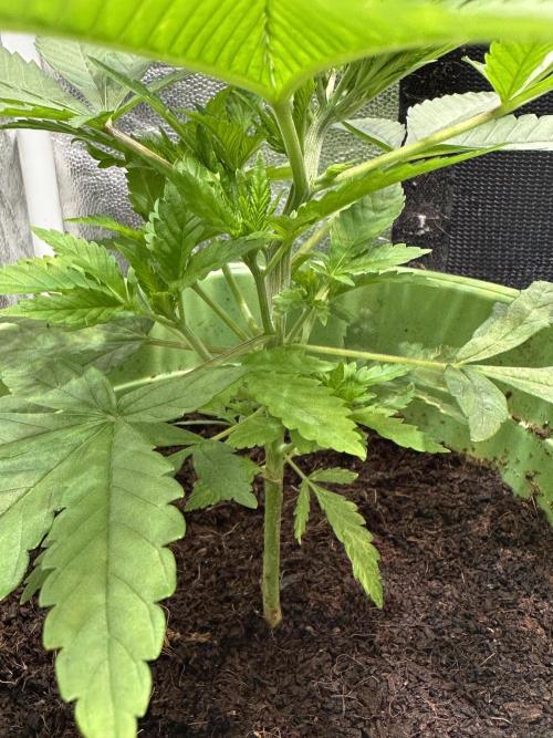 Canuk Seeds - Viente:Uno CBD. Week 3 - Day 26
