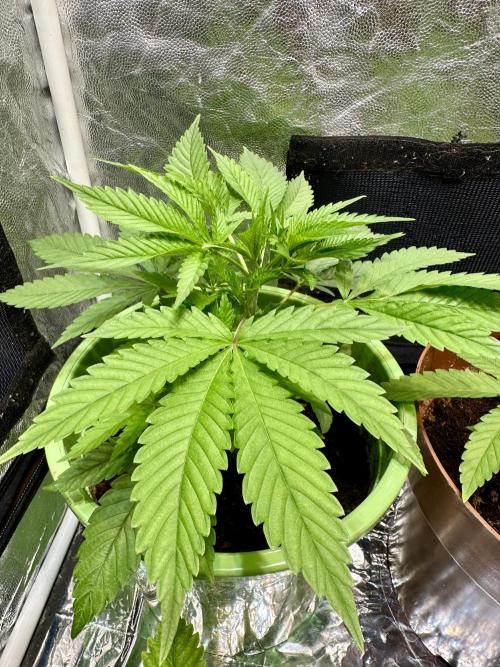 Canuk Seeds - Viente:Uno CBD. Week 3 - Day 27