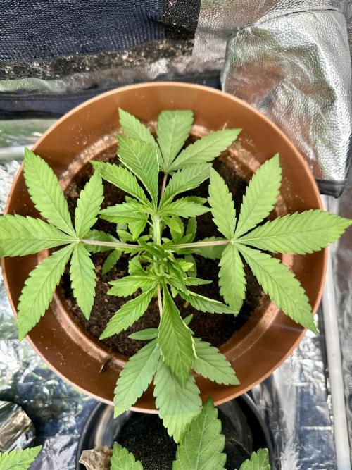 Beanfiendz's BoofScotti - Second Attempt. Week 2