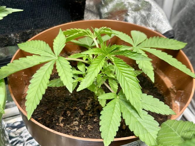 Beanfiendz's BoofScotti - Second Attempt. Week 2