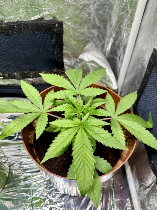 Beanfiendz's BoofScotti - Second Attempt. Week 3 - Day 25