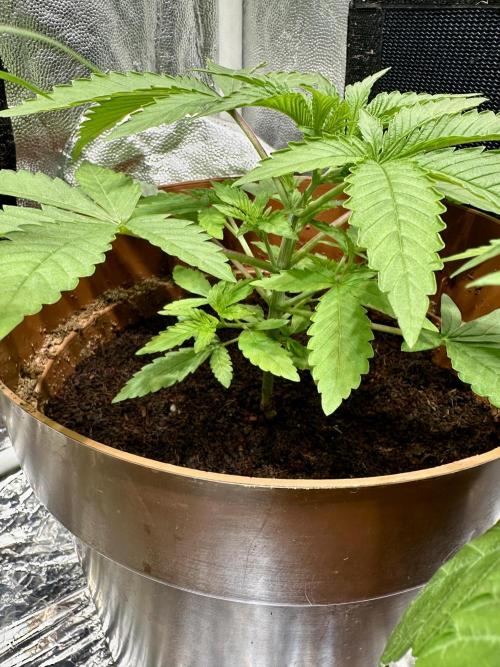 BoofScotti. Week 3