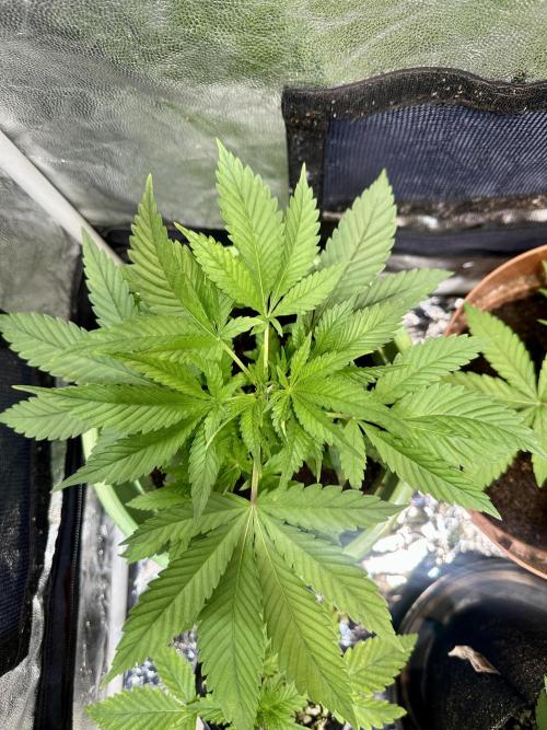 Canuk Seeds - Viente:Uno CBD. Week 4