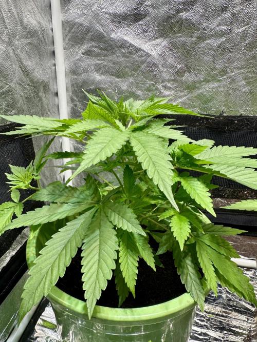 Canuk Seeds - Viente:Uno CBD. Week 4