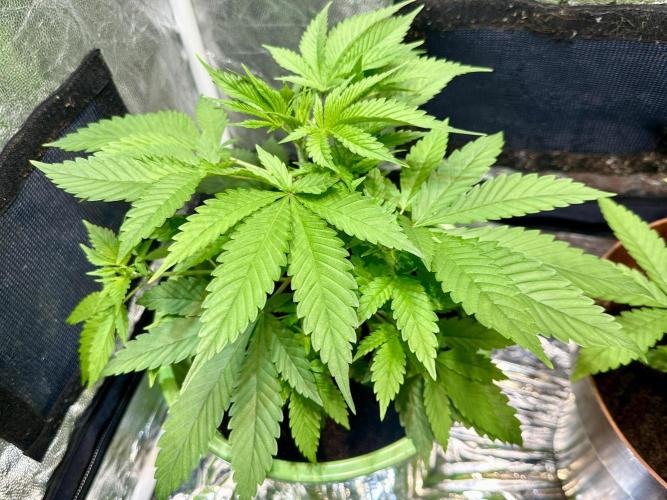 Canuk Seeds - Viente:Uno CBD. Week 4