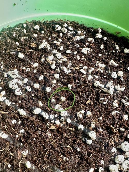 Glookies by Barney’s Farm. Week 0