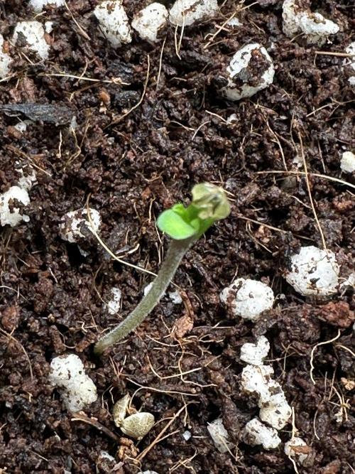 Glookies by Barney’s Farm. Week 0 - Day 1