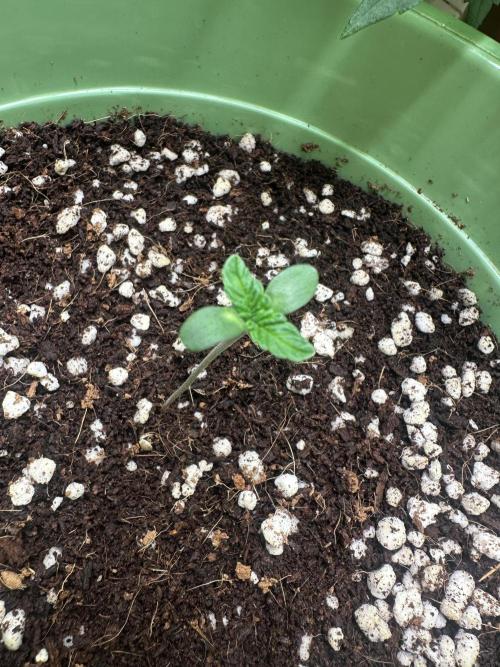 Glookies by Barney’s Farm. Week 0 - Day 2