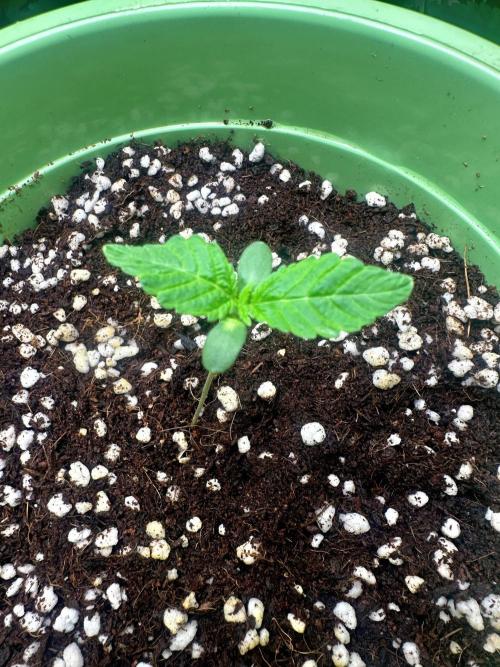 Glookies. Week 0