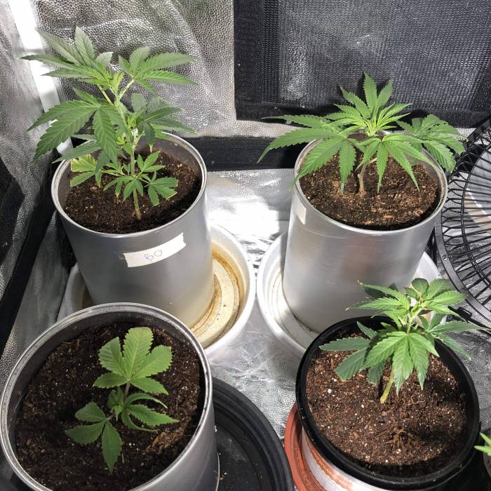 The 1 Liter Pot Experience. Week 1