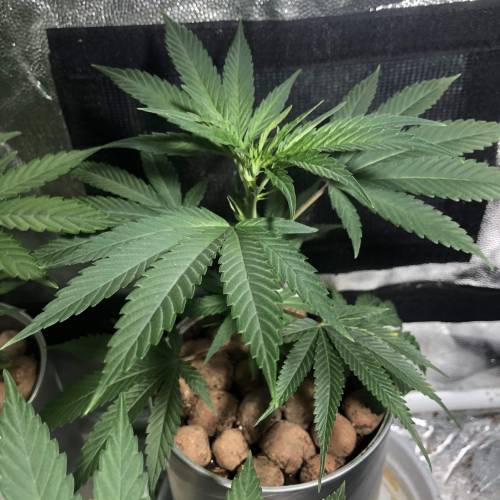 The 1 Liter Pot Experience. Week 2