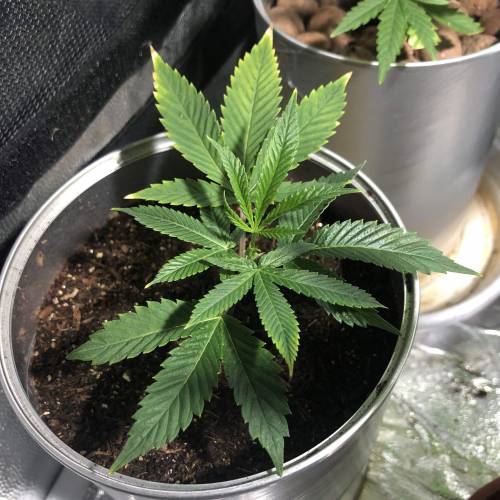 The 1 Liter Pot Experience. Week 2