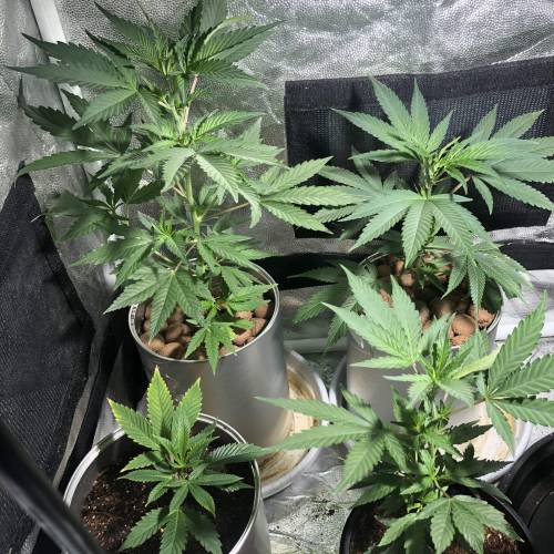 The 1 Liter Pot Experience. Week 2