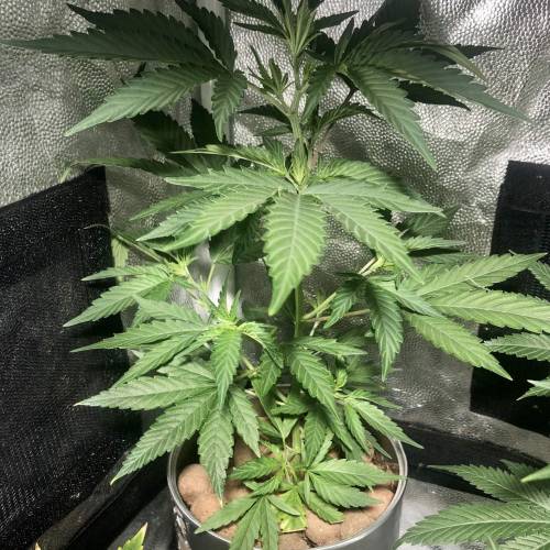 The 1 Liter Pot Experience. Week 2