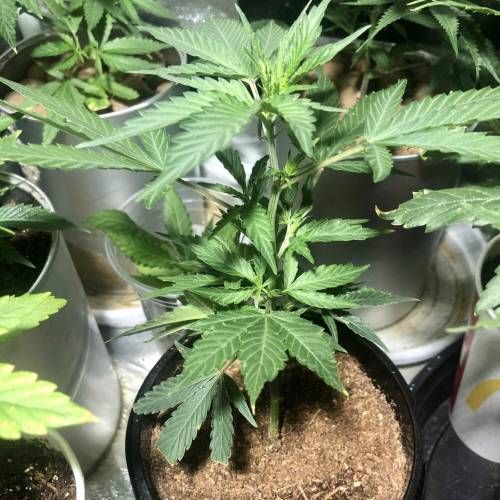 The 1 Liter Pot Experience. Week 2