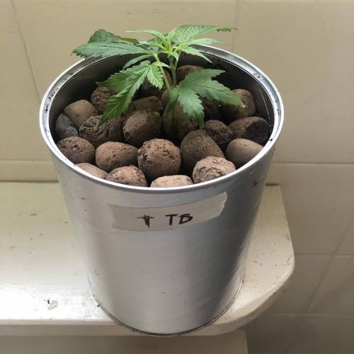 Tangerine Dream - Small Container. Week 1