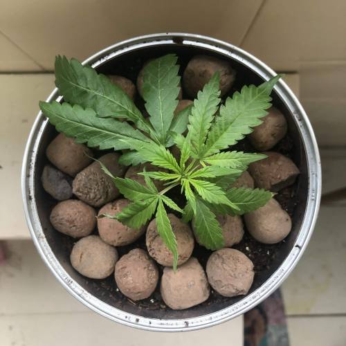 Tangerine Dream - Small Container. Week 1