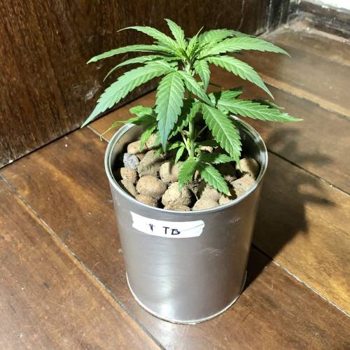 Tangerine Dream - Small Container. Week 2