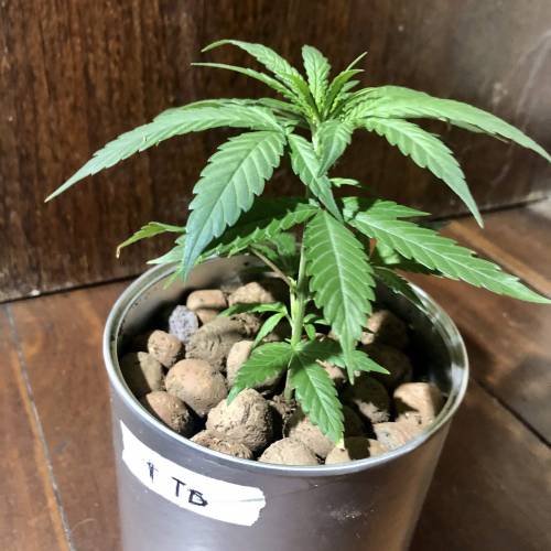 Tangerine Dream - Small Container. Week 2