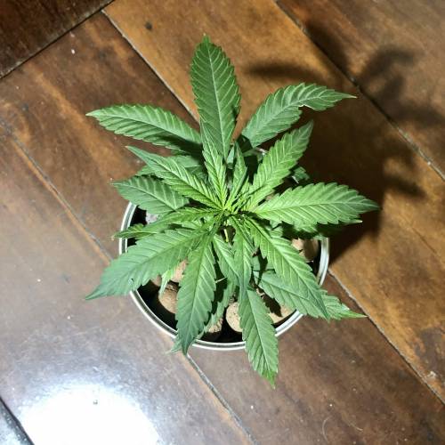 Tangerine Dream - Small Container. Week 2