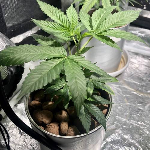 The 1 Liter Pot Experience. Week 3 - Big Bud