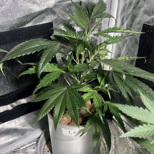 The 1 Liter Pot Experience. Week 3 - Lemon Kush