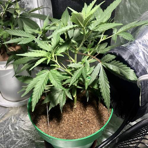 The 1 Liter Pot Experience. Week 3 - Blue Oregon 2