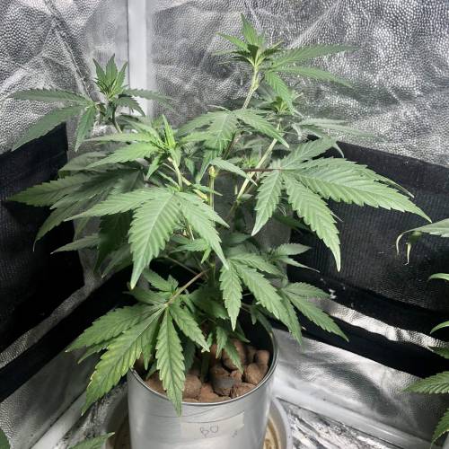 The 1 Liter Pot Experience. Week 3 - Blue Oregon 1