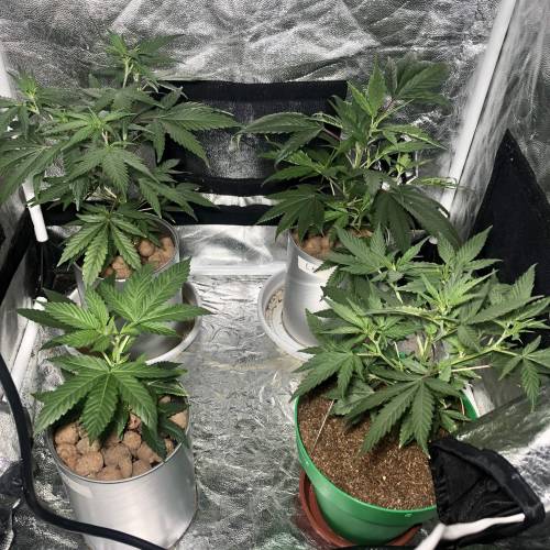 The 1 Liter Pot Experience. Week 3