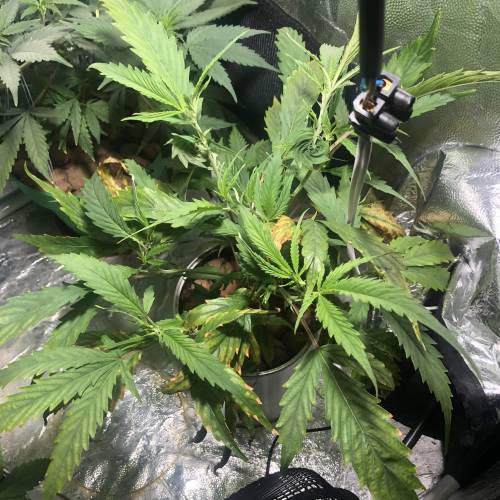 The 1 Liter Pot Experience. Week 4 - Lemon Kush - Mutations