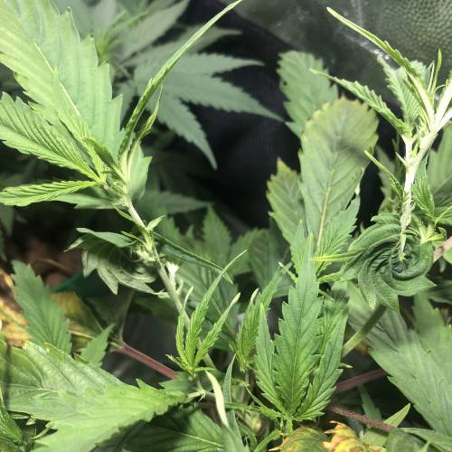 The 1 Liter Pot Experience. Week 4 - Kush odd growing, spiraled and single-fingered leaves
