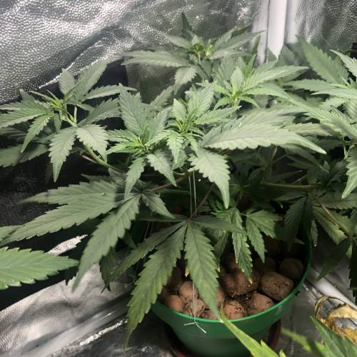 The 1 Liter Pot Experience. Week 4 - Blue Oregon 2
