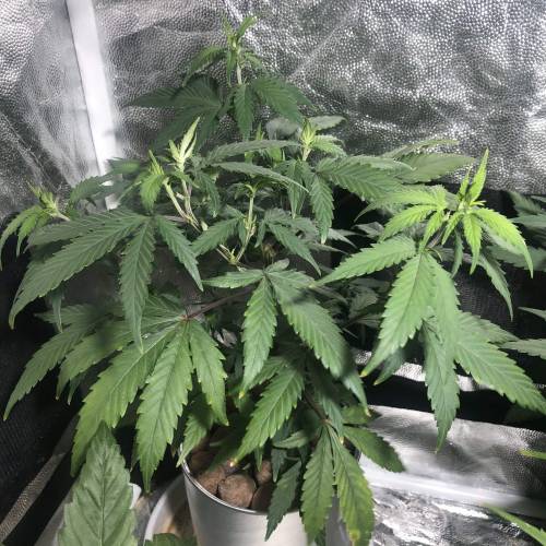 The 1 Liter Pot Experience. Week 4 - Blue Oregon 1