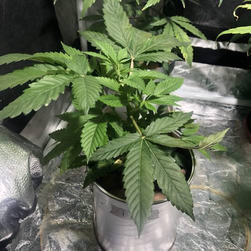 The 1 Liter Pot Experience. Week 4 - Big Bud