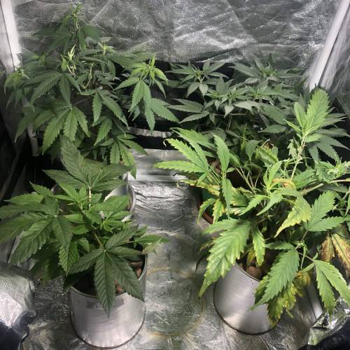 The 1 Liter Pot Experience. Week 4